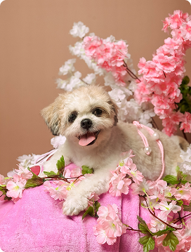 PET PORTRAIT